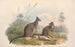 Die Säugetiere Australiens, pl. 059 - John Gould — Ansicht des Kunstwerks