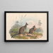 Die Säugetiere Australiens, pl. 059 - John Gould — gerahmtes Bild an der Wand