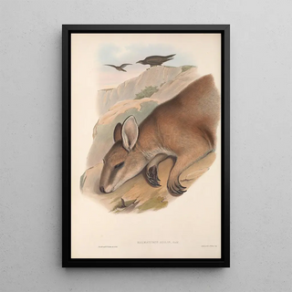 John Gould - The mammals of Australia Pl060.webp