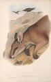 Die Säugetiere Australiens Pl060 - John Gould — Ansicht des Kunstwerks