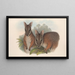 Die Säugetiere Australiens Pl065 - John Gould — gerahmtes Bild an der Wand