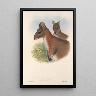 John Gould - The mammals of Australia Pl067.webp