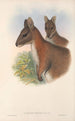Die Säugetiere Australiens Pl067 - John Gould — Ansicht des Kunstwerks