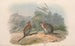 Die Säugetiere Australiens Pl068 - John Gould — Ansicht des Kunstwerks
