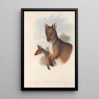 John Gould - The mammals of Australia Pl069.webp