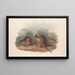 Die Säugetiere Australiens Pl070 - John Gould — gerahmtes Bild an der Wand