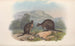 Die Säugetiere Australiens Pl072 - John Gould — Ansicht des Kunstwerks