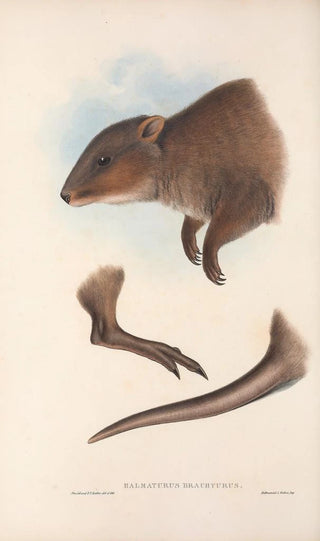 John Gould - The mammals of Australia Pl073.webp