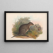 Die Säugetiere Australiens Pl074 - John Gould — gerahmtes Bild an der Wand