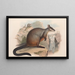 Die Säugetiere Australiens Pl076 - John Gould — gerahmtes Bild an der Wand