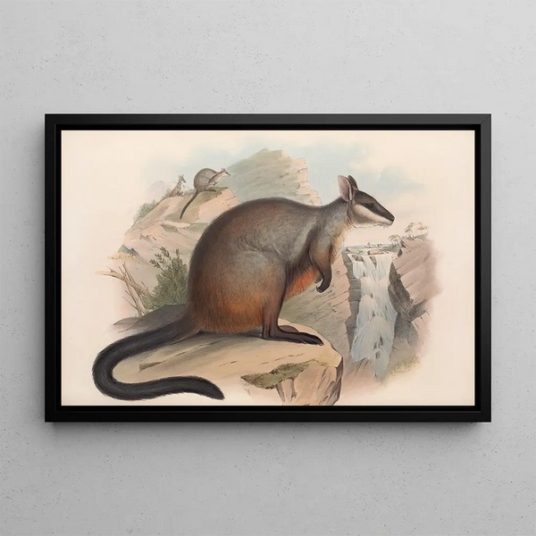 Die Säugetiere Australiens Pl076 - John Gould — gerahmtes Bild an der Wand