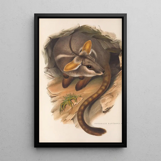 John Gould - The mammals of Australia Pl079.webp