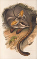 Die Säugetiere Australiens Pl079 - John Gould — Ansicht des Kunstwerks