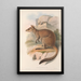Die Säugetiere Australiens Pl084 - John Gould — gerahmtes Bild an der Wand