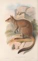 Die Säugetiere Australiens Pl084 - John Gould — Ansicht des Kunstwerks