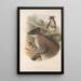 Die Säugetiere Australiens Pl086 - John Gould — gerahmtes Bild an der Wand