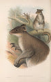 Die Säugetiere Australiens Pl086 - John Gould — Ansicht des Kunstwerks