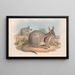 Die Säugetiere Australiens Pl090 - John Gould — gerahmtes Bild an der Wand