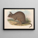 Die Säugetiere Australiens Pl093 - John Gould — gerahmtes Bild an der Wand