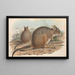 Die Säugetiere Australiens Pl094 - John Gould — gerahmtes Bild an der Wand