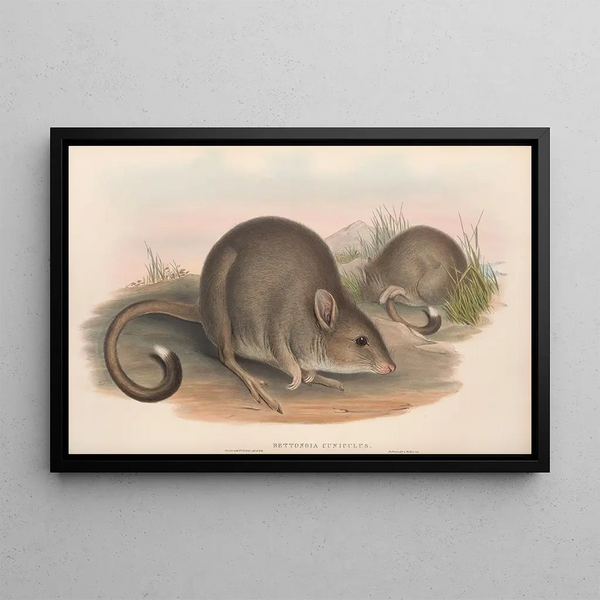Die Säugetiere Australiens Pl099 - John Gould — gerahmtes Bild an der Wand