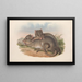 Die Säugetiere Australiens Pl100 - John Gould — gerahmtes Bild an der Wand