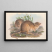 Die Säugetiere Australiens, Pl. 102 - John Gould — gerahmtes Bild an der Wand