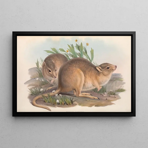 Die Säugetiere Australiens, Pl. 102 - John Gould — gerahmtes Bild an der Wand