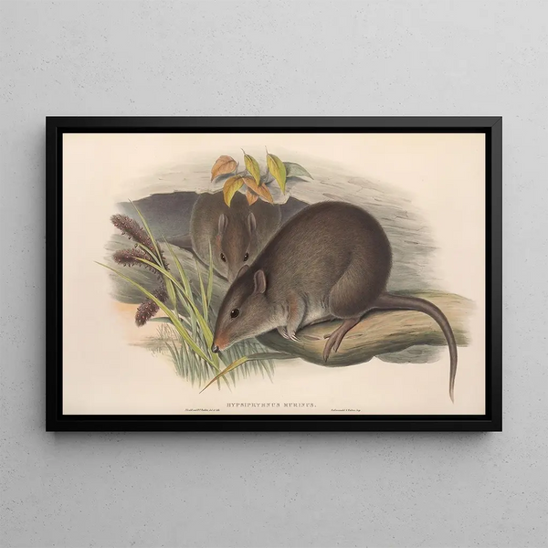 Die Säugetiere Australiens Pl103 - John Gould — gerahmtes Bild an der Wand