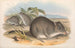Die Säugetiere Australiens Pl104 - John Gould — Ansicht des Kunstwerks