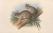 Die Säugetiere Australiens Pl109 - John Gould — Ansicht des Kunstwerks