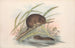 Die Säugetiere Australiens Pl117 - John Gould — Ansicht des Kunstwerks