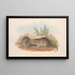 Die Säugetiere Australiens Pl119 - John Gould — gerahmtes Bild an der Wand