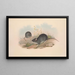 Die Säugetiere Australiens Pl122 - John Gould — gerahmtes Bild an der Wand