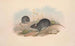 Die Säugetiere Australiens Pl122 - John Gould — Ansicht des Kunstwerks