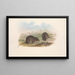 Die Säugetiere Australiens Pl124 - John Gould — gerahmtes Bild an der Wand