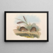 Die Säugetiere Australiens Pl125 - John Gould — gerahmtes Bild an der Wand