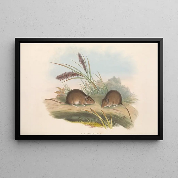 Die Säugetiere Australiens Pl125 - John Gould — gerahmtes Bild an der Wand