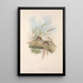 Die Säugetiere Australiens Pl129 - John Gould — gerahmtes Bild an der Wand