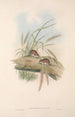 Die Säugetiere Australiens Pl129 - John Gould — Ansicht des Kunstwerks
