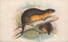 Die Säugetiere Australiens Pl. 130 - John Gould — Ansicht des Kunstwerks