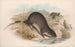 Die Säugetiere Australiens Pl132 - John Gould — Ansicht des Kunstwerks