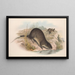 Die Säugetiere Australiens Pl132 - John Gould — gerahmtes Bild an der Wand
