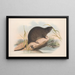 Die Säugetiere Australiens Pl133 - John Gould — gerahmtes Bild an der Wand