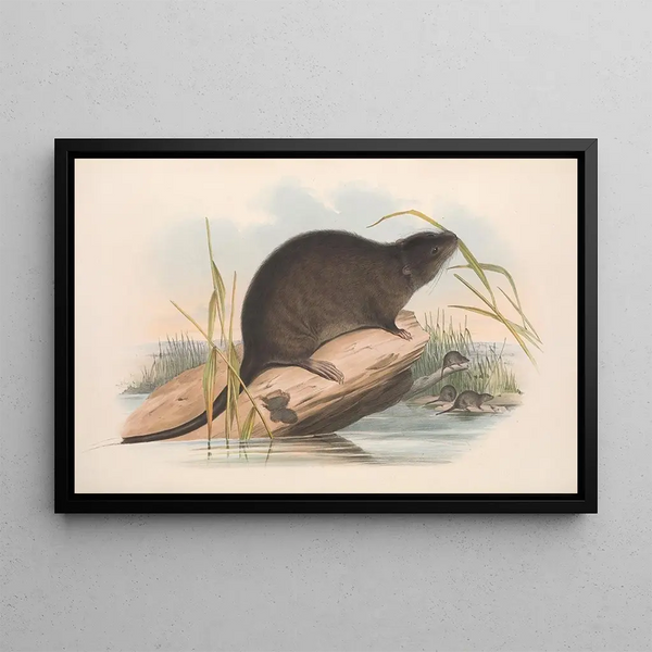 Die Säugetiere Australiens Pl133 - John Gould — gerahmtes Bild an der Wand