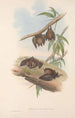 Die Säugetiere Australiens Pl139 - John Gould — Ansicht des Kunstwerks