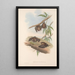 Die Säugetiere Australiens Pl139 - John Gould — gerahmtes Bild an der Wand