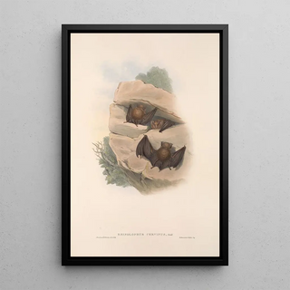 John Gould - The mammals of Australia Pl140.webp