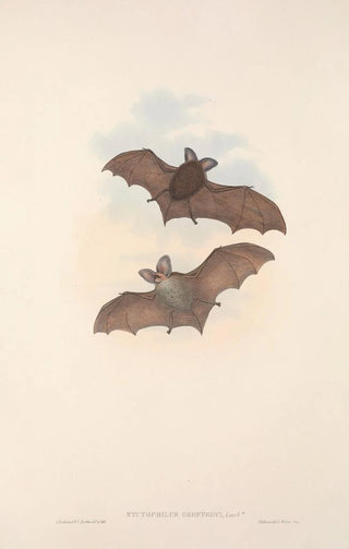 John Gould - The mammals of Australia Pl142.webp