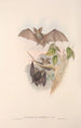 Die Säugetiere Australiens Pl143 - John Gould — Ansicht des Kunstwerks